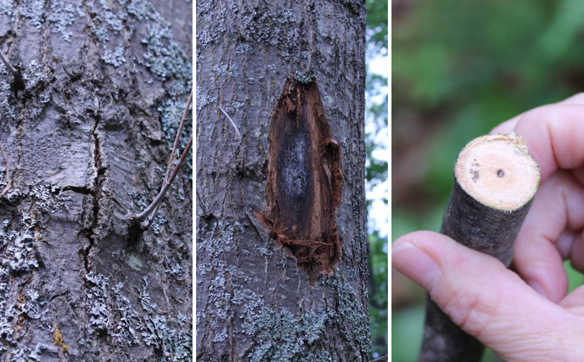 Vertical cracks, "staining" underneath tree bark, fallen branch showing dark rings/blotches