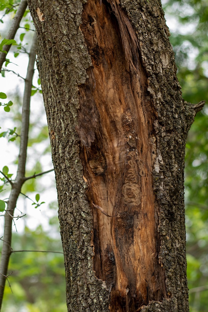 Tree affected by Emerald Ash Borer