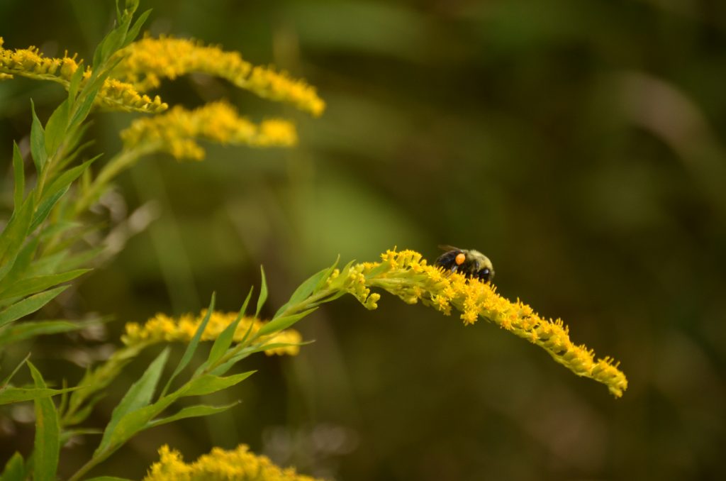 Bee on Goldenrod