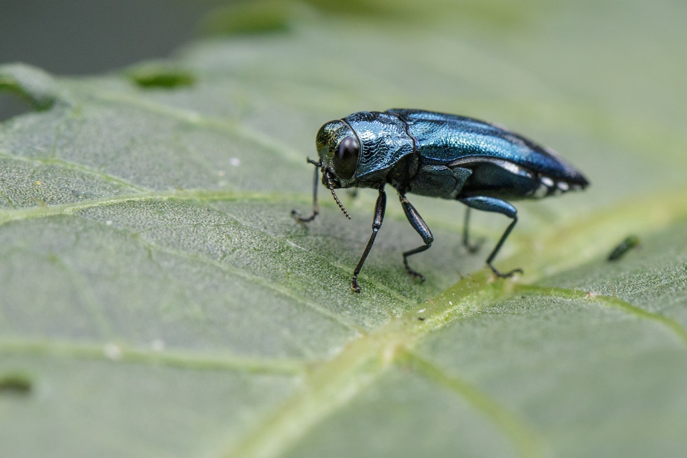 Emerald Ash Borer on leaf