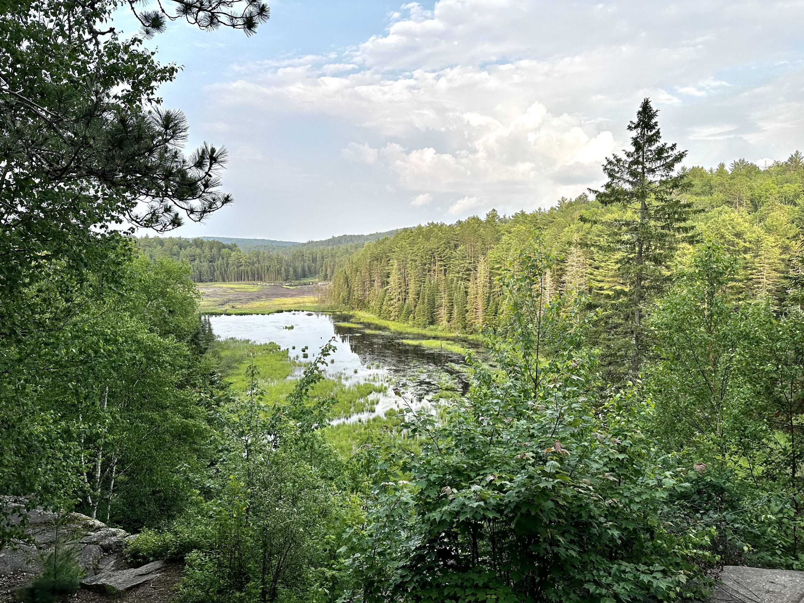 View of a beaver pond in a green forest