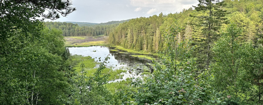 View of a beaver pond in a green forest