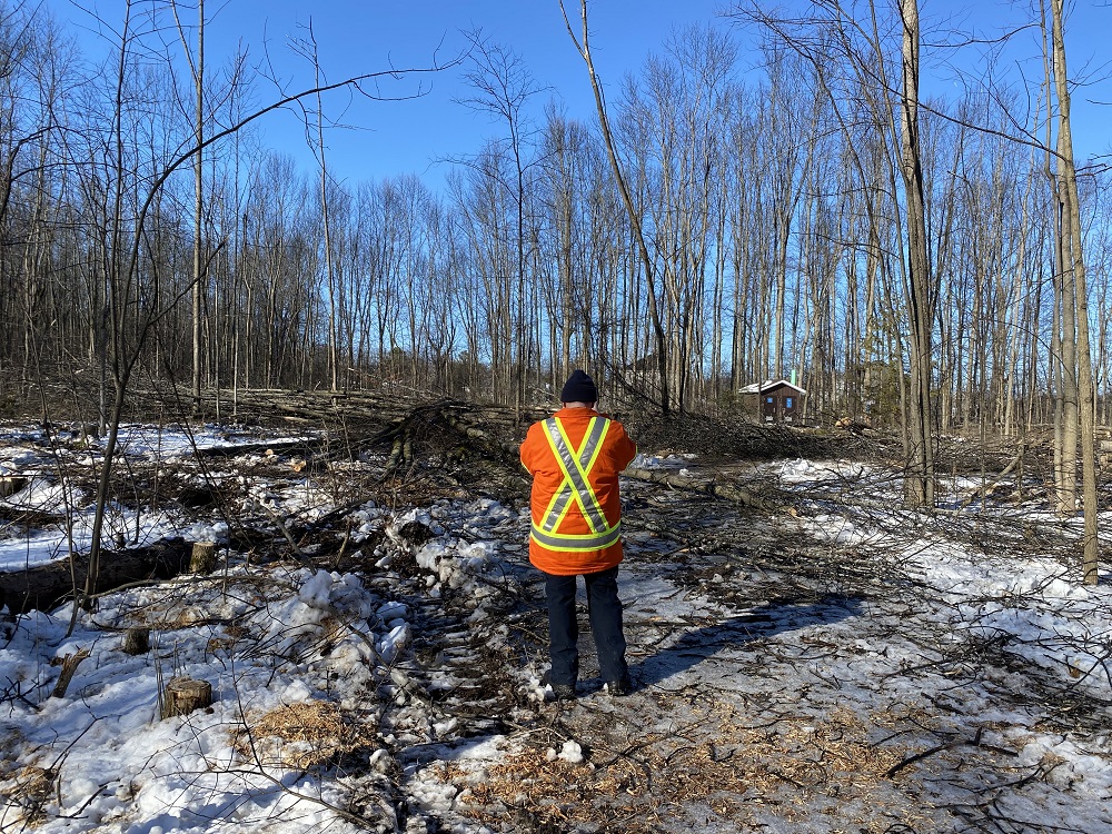 staff standing amongst felled branches