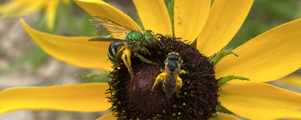 two pollinators crawling on flower