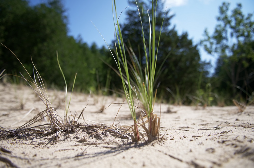 Marram Grass in sand