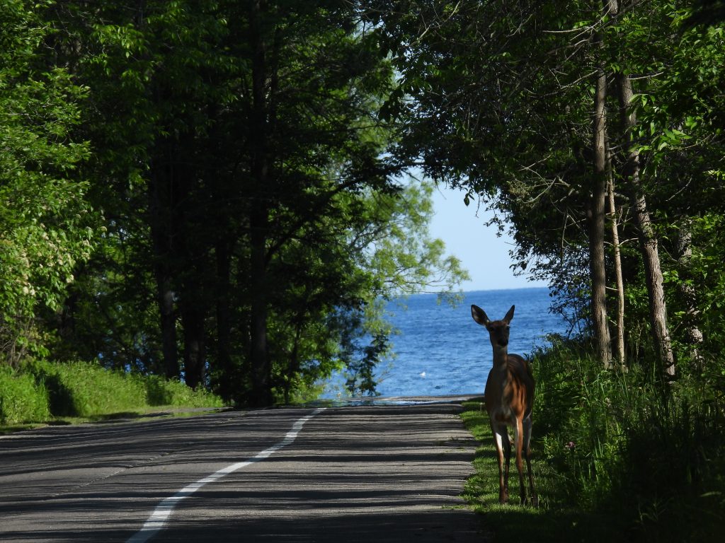 White-tailed Deer on side of road