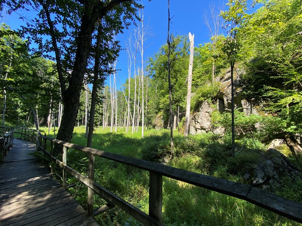 view of boardwalk through forest