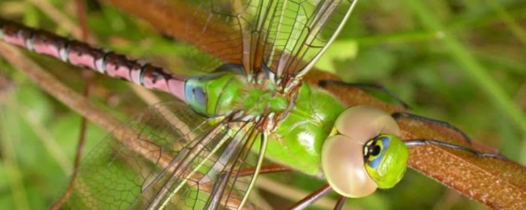 Green Darner dragonfly