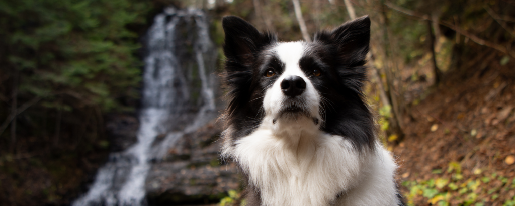 Leashed dog sitting on a trail