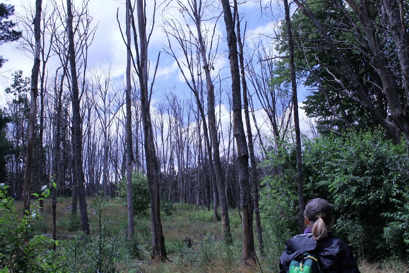 Stand of dead oak trees killed by oak wilt.