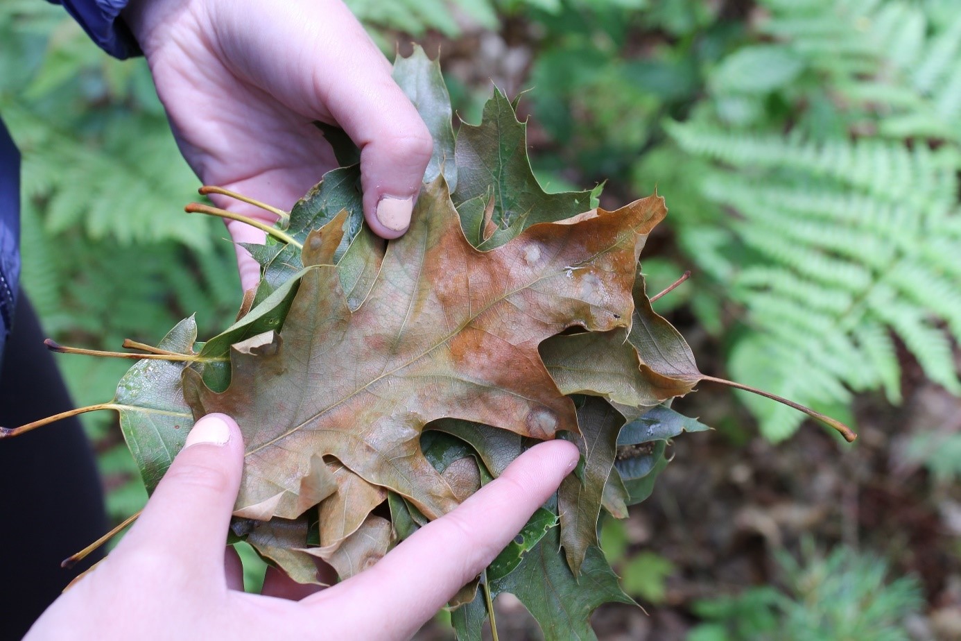 hands holding wilted oak leaves from oak wilt infected tree