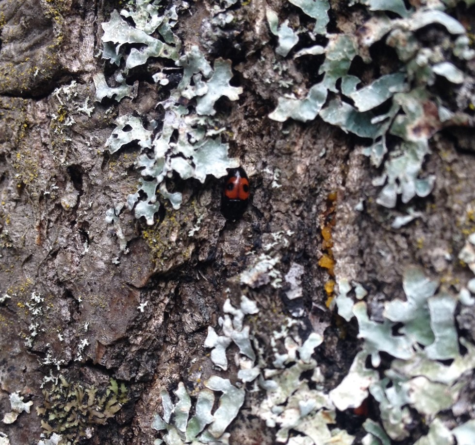 Sap beetle on oak tree bark