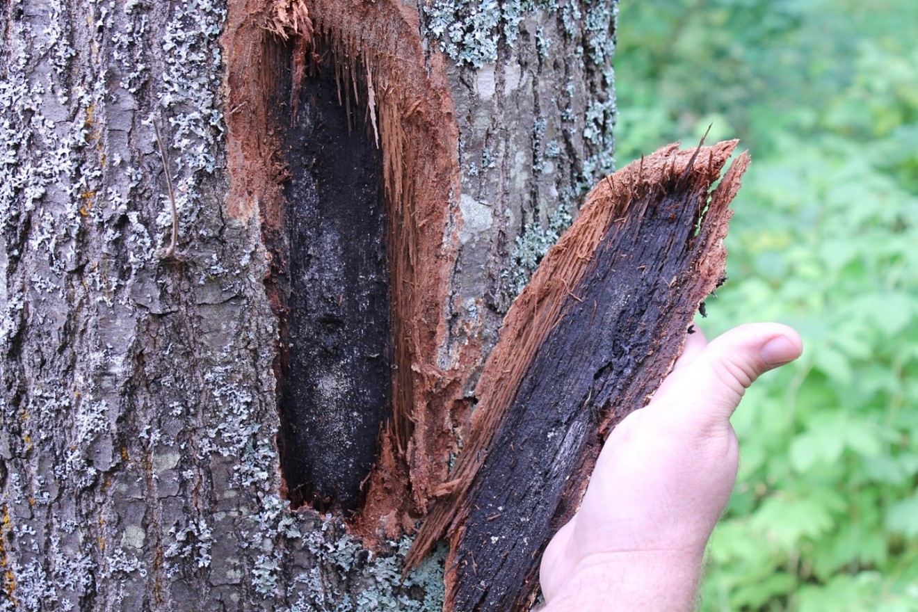 "Pressure pad" underneath bark of oak wilt infected tree.