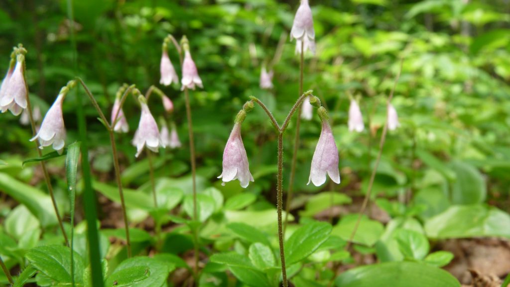 Patch of Twinflower