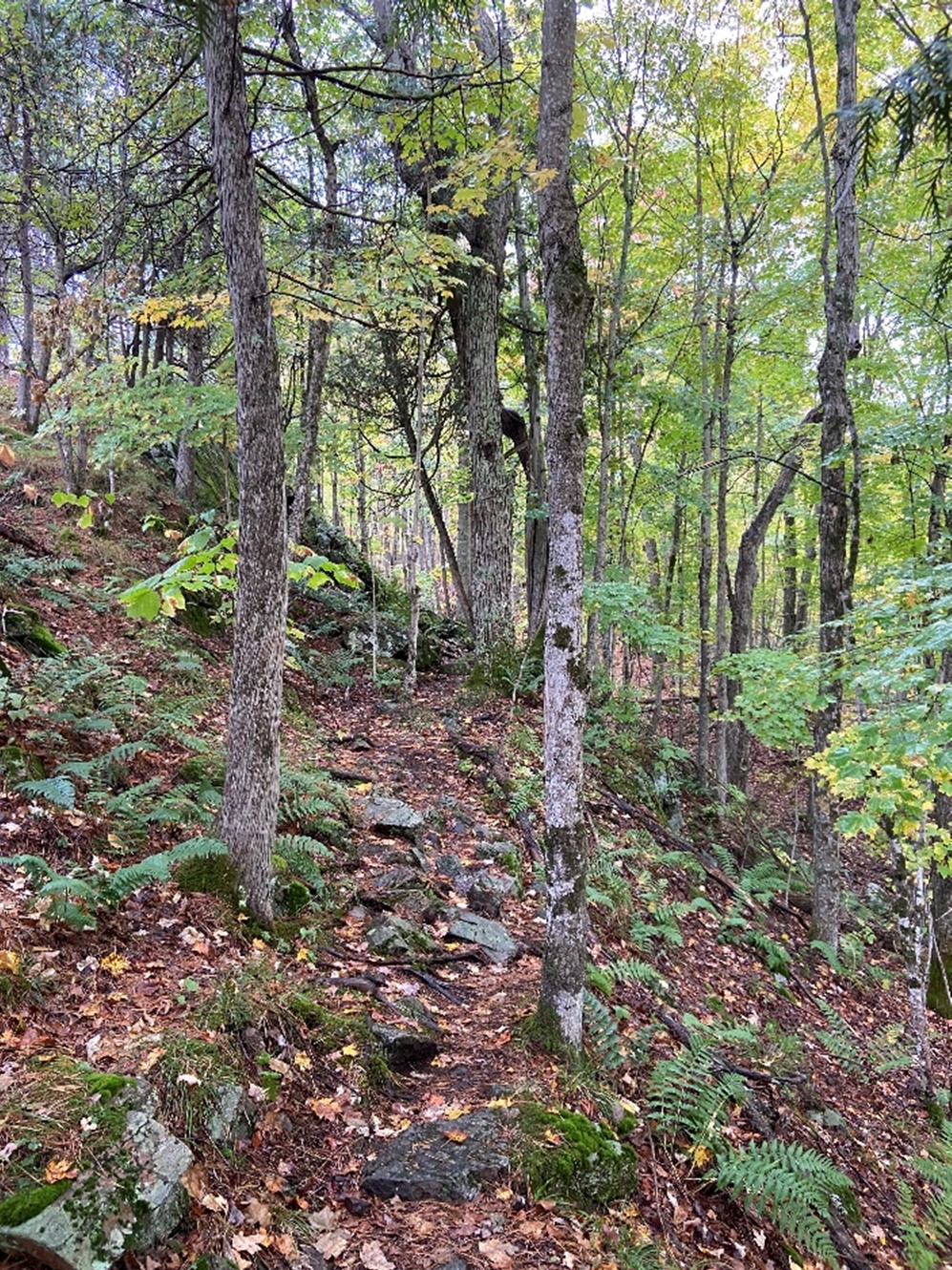 view of trees in forest