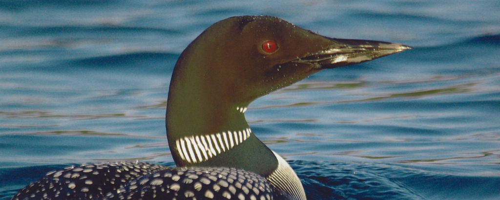 A loon floating in a lake.