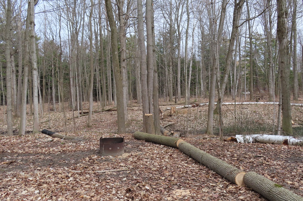 downed trees on campsite