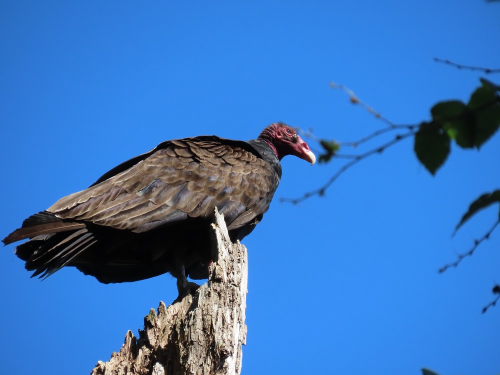 Turkey Vulture perched on tree