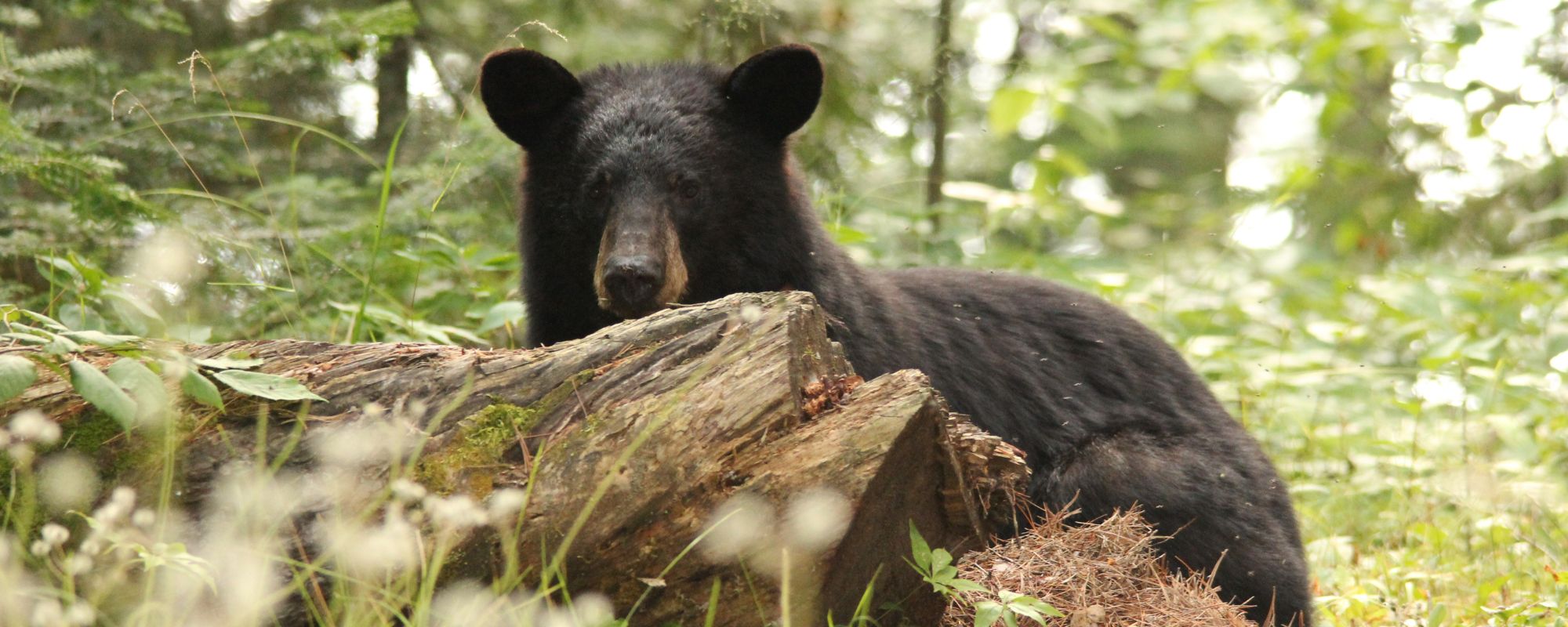 Black Bear hiding behind log