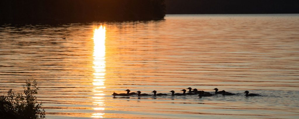 ducks in lake at sunset