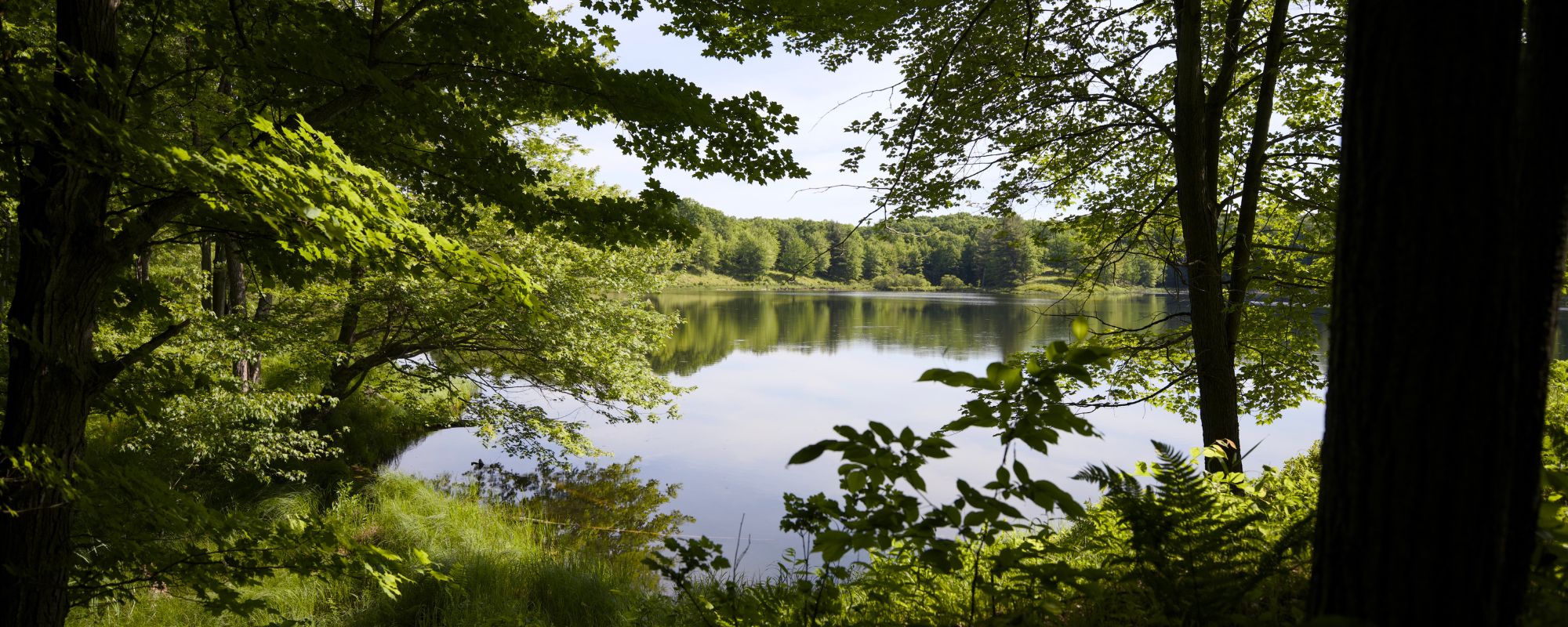 view of lake through trees
