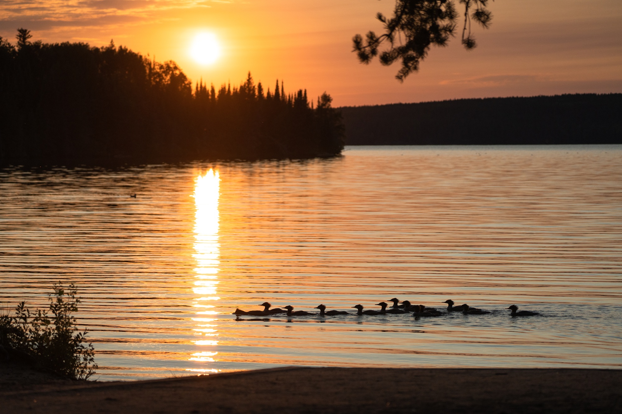 group of ducks swimming in lake at sunset
