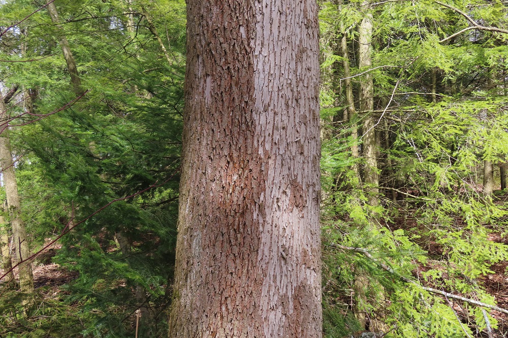 The bark of a dead ash tree