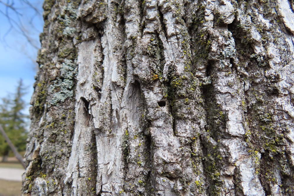 D-shaped exit hole in tree