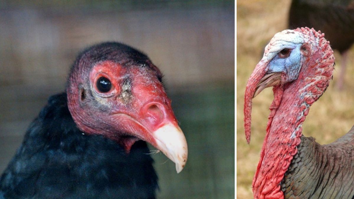 Left: Turkey Vulture. Right: turkey