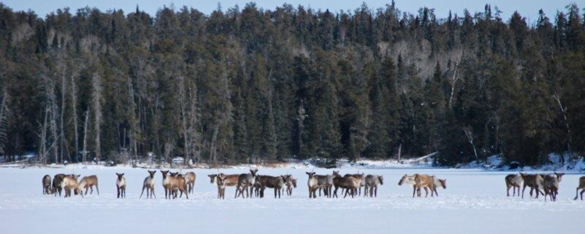 Group of caribou on a snowy field in front of the forest