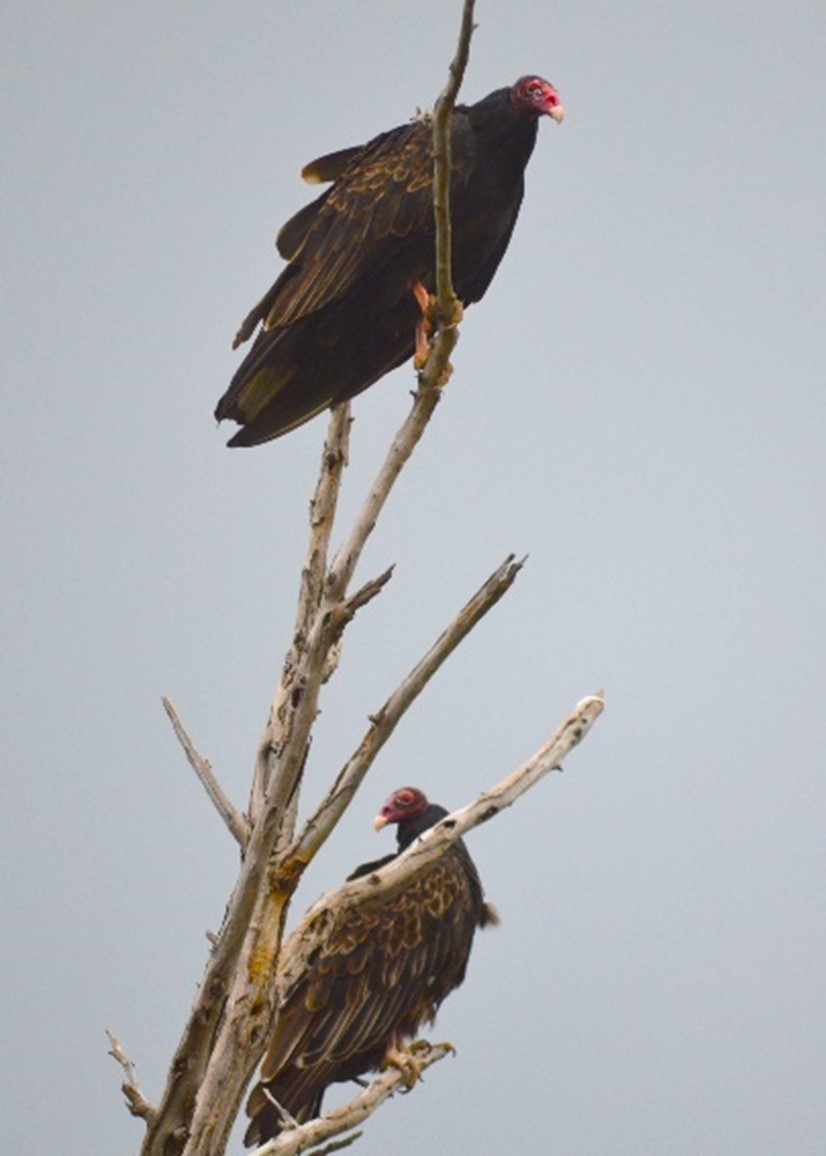 two Turkey Vultures on tree