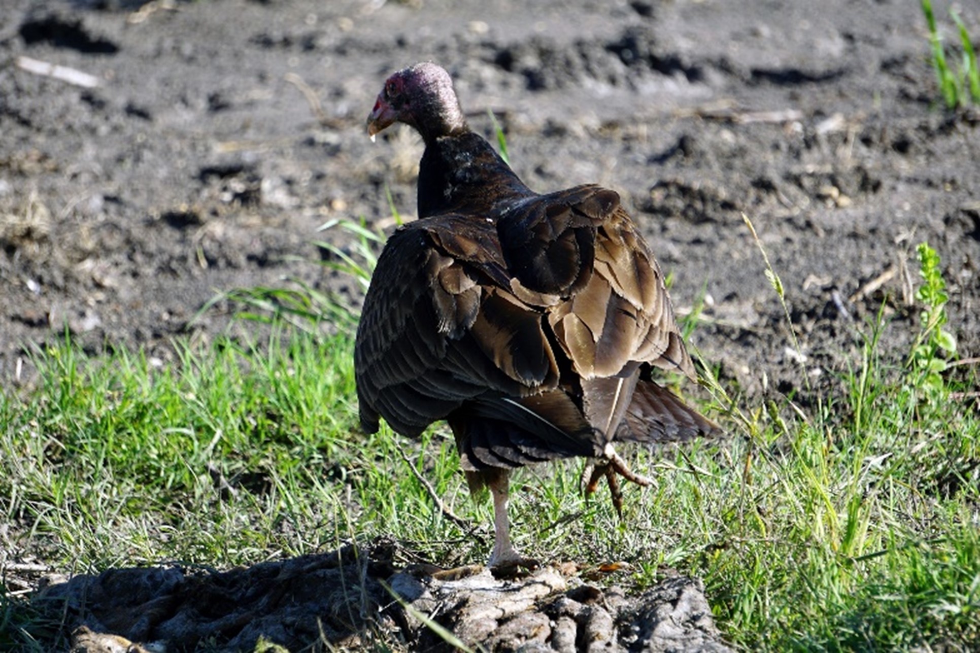 Turkey Vulture on road