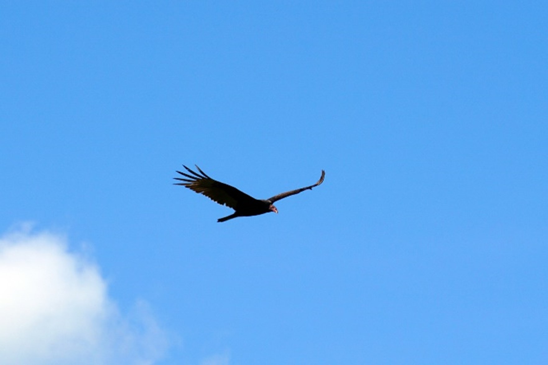 Turkey Vulture in flight