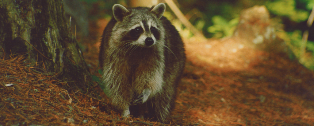 raccoon in forest area
