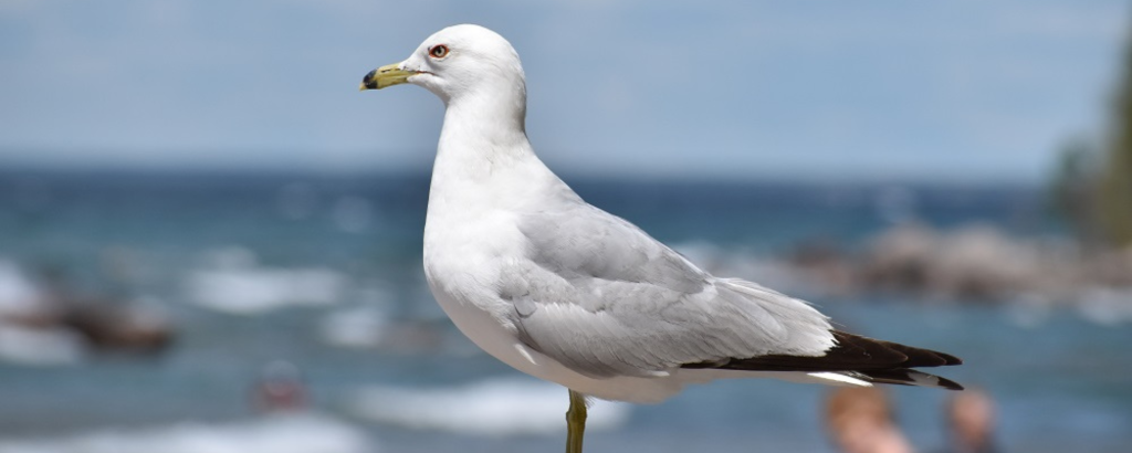 Ring-billed Gull