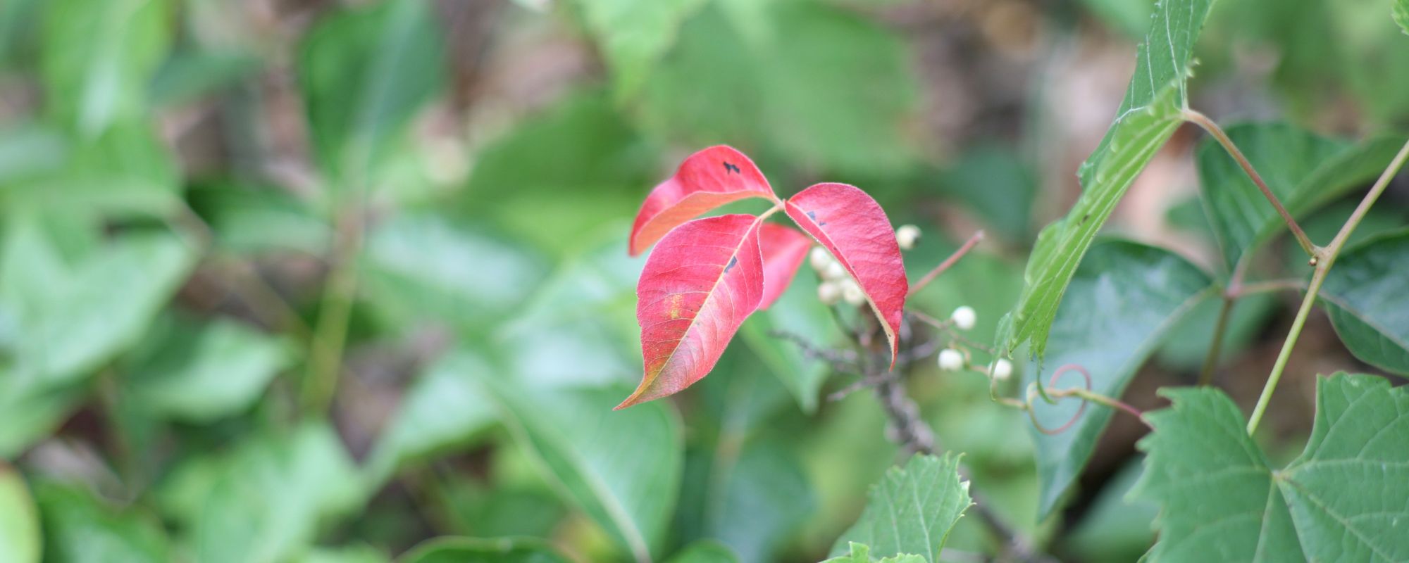 poison ivy
