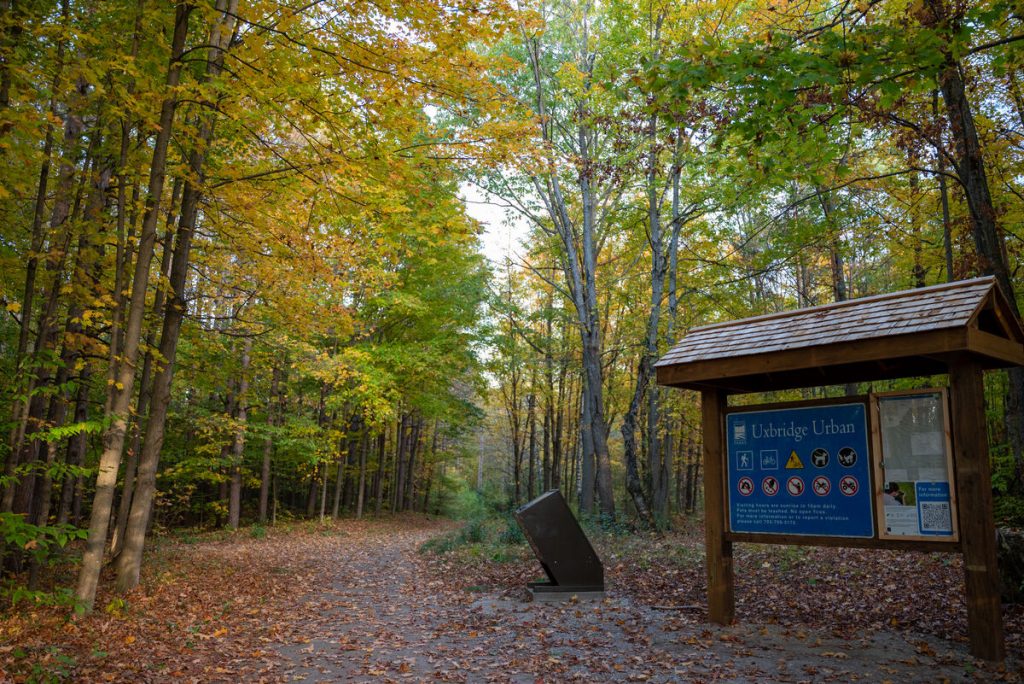 sentier au parc