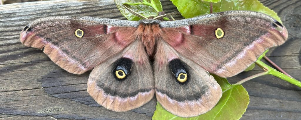 Polyphemus Moth