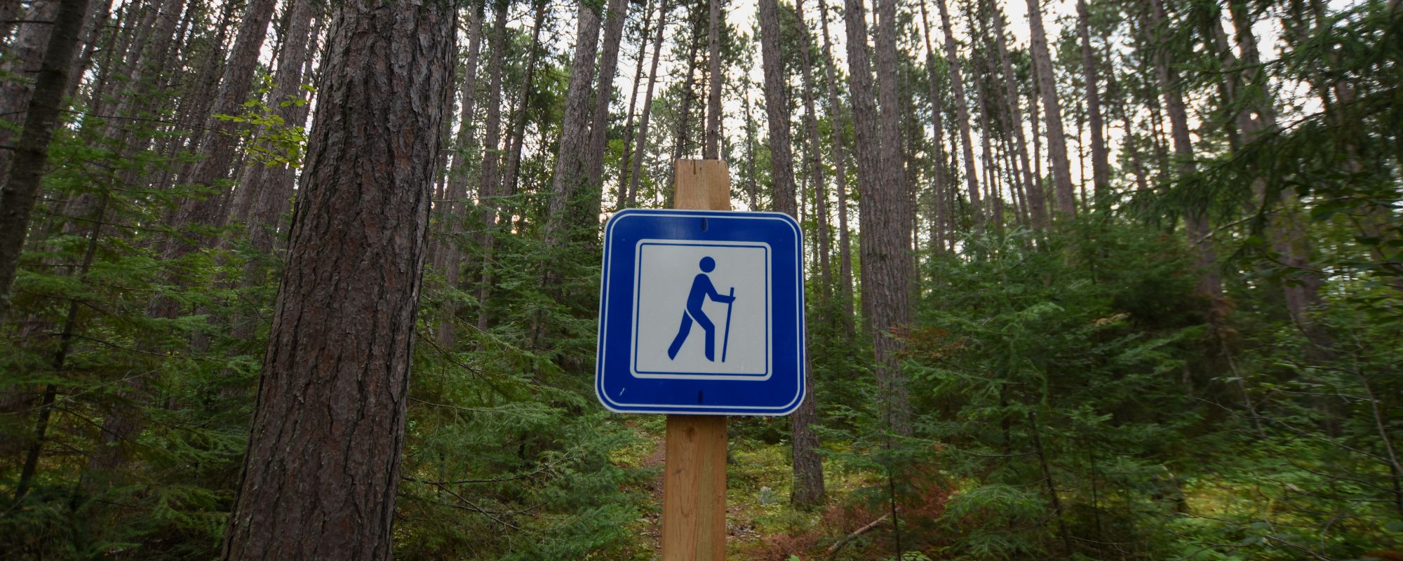 trail sign in forest