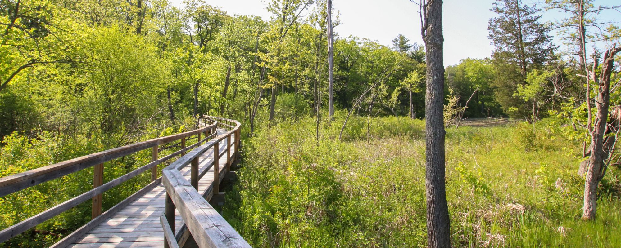 boardwalk through forest