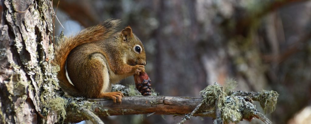 red squirrel in tree