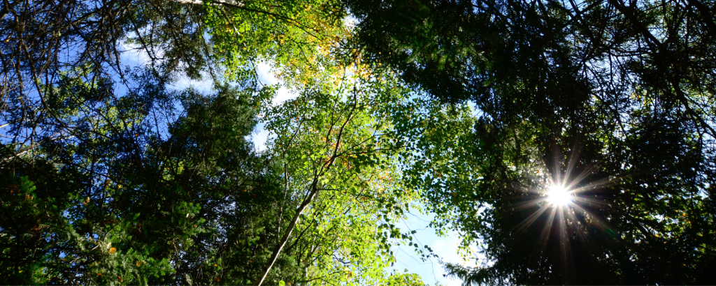 Canopy of trees on sunny day