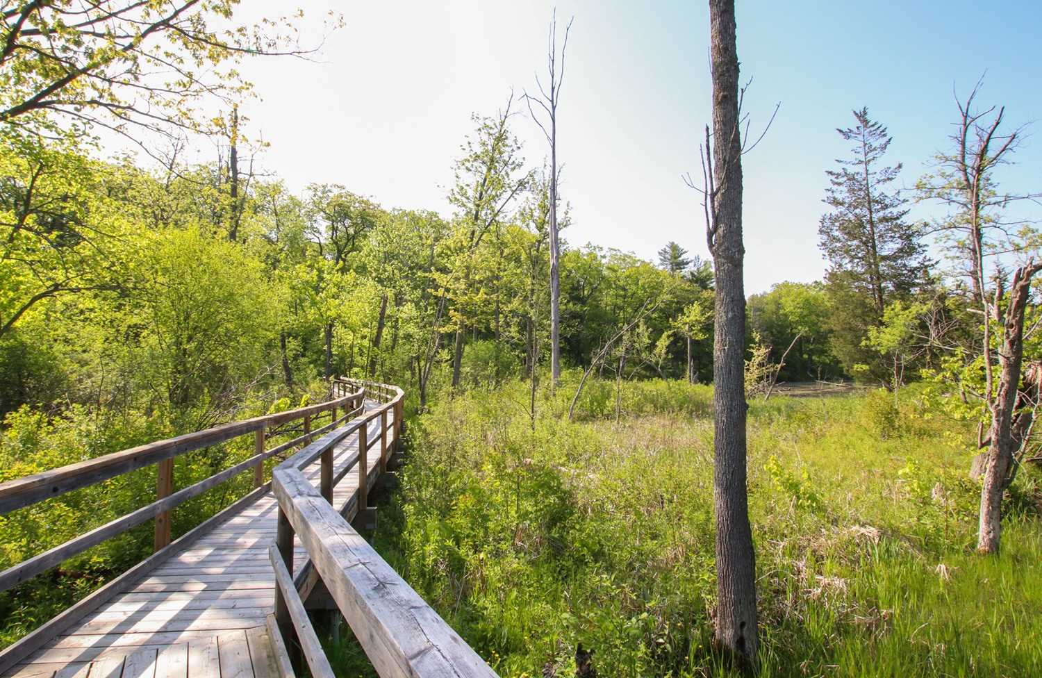 boardwalk through forest