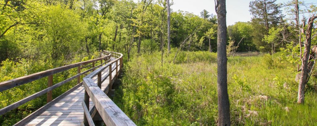 boardwalk through forest