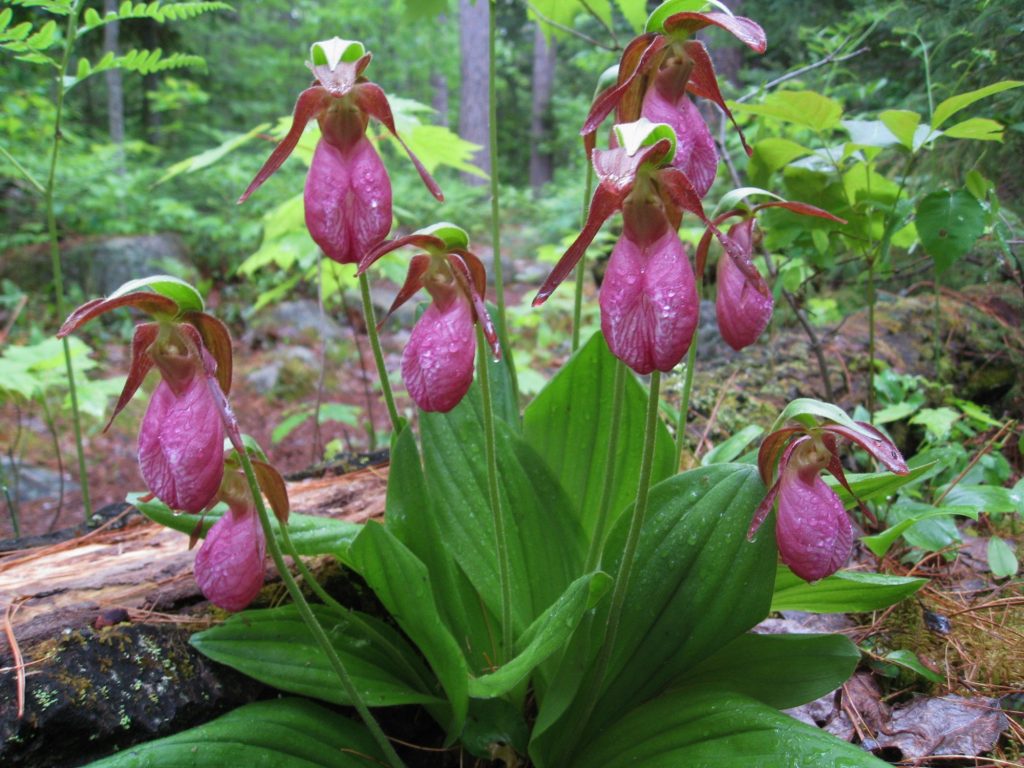 Lady's Slippers in forest