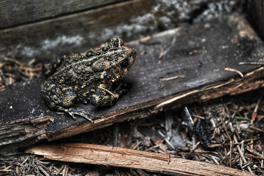 Gros plan d’un crapaud d’Amérique assis sur une planche