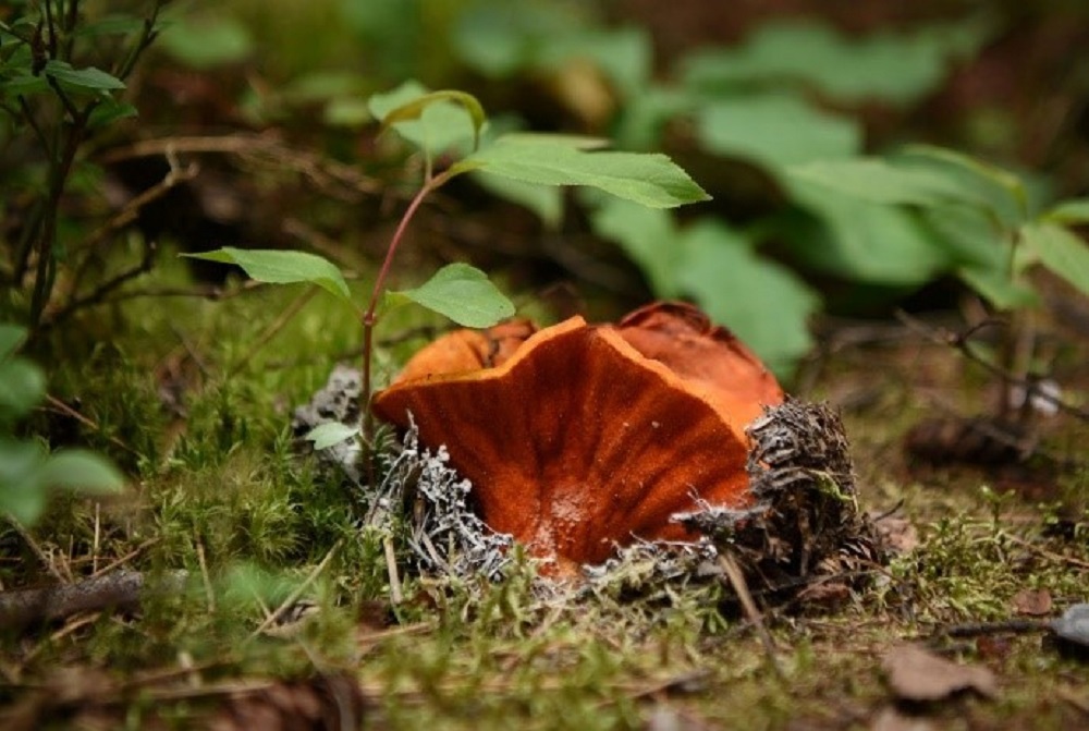 Champignon orange vif en forme de fleur ouverte poussant sur du lichen gris, dans un vert tapis forestier de mousse