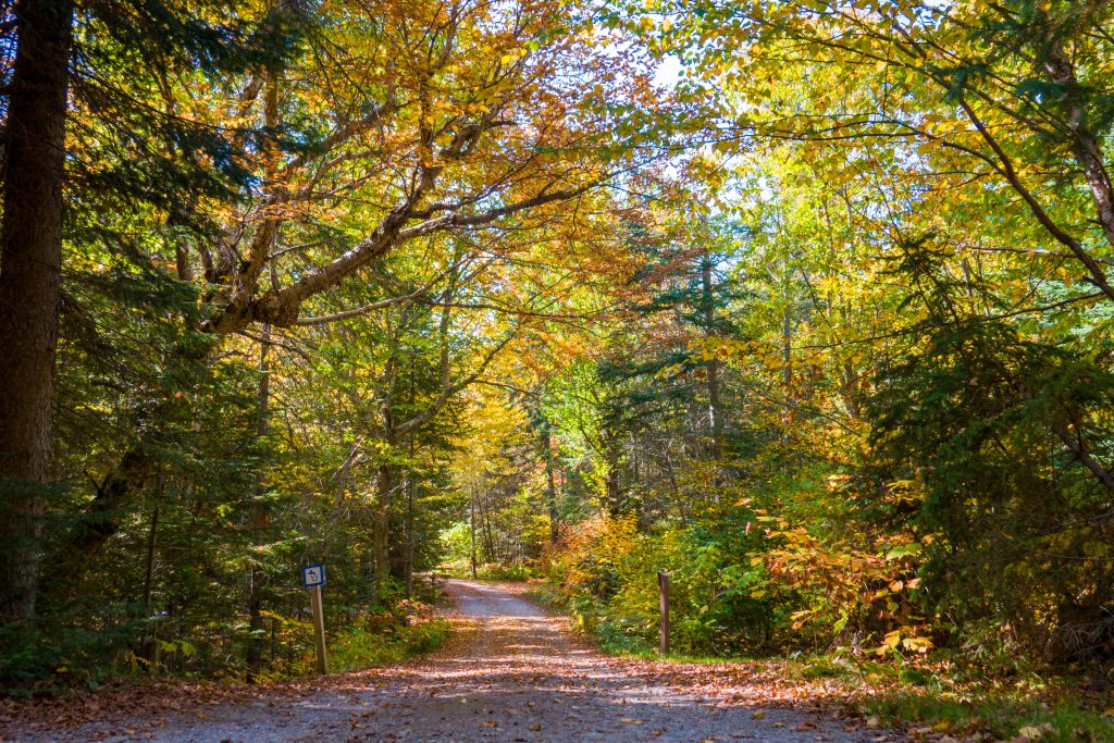 camp road dotted with fall colours