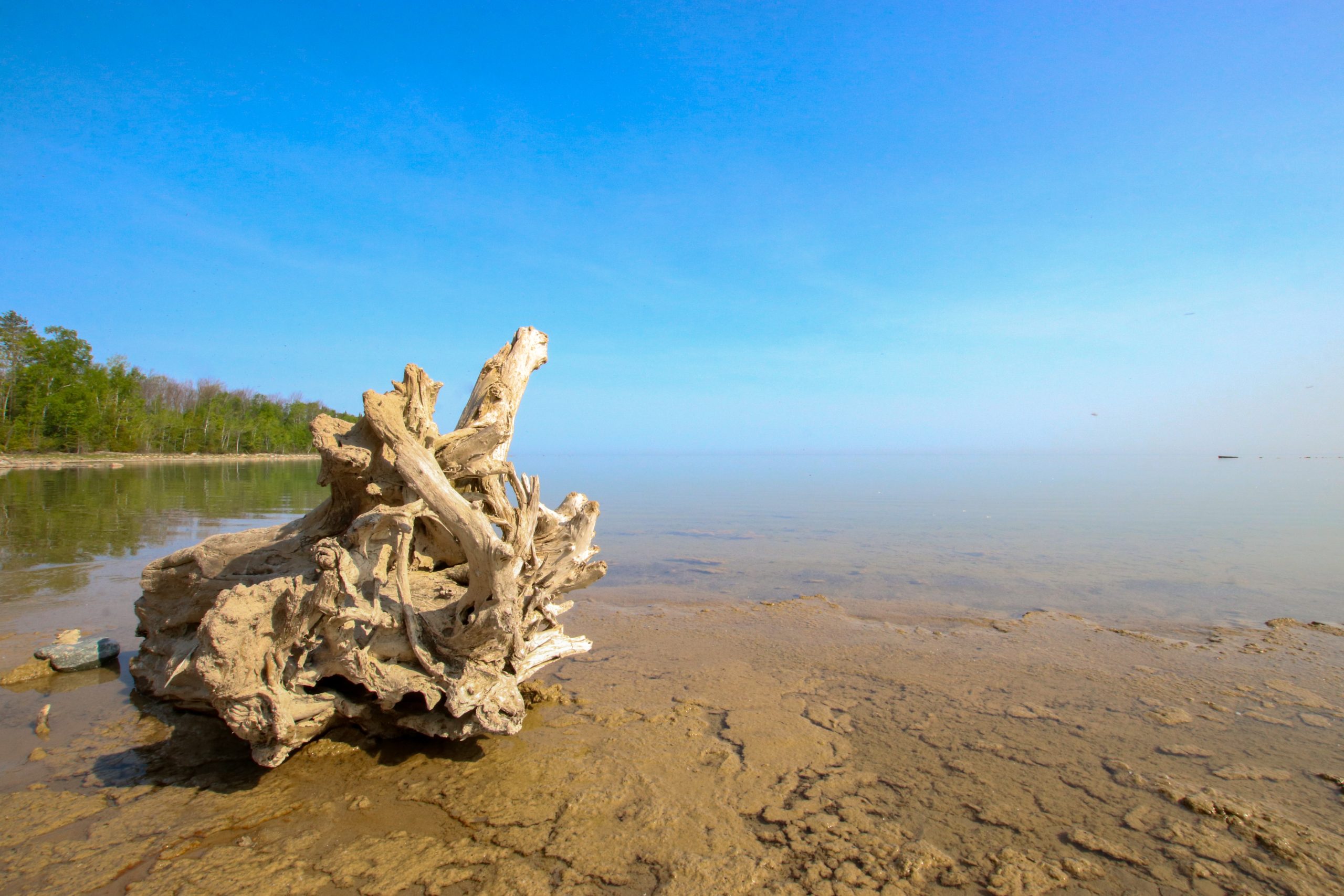 A large piece of driftwood on a sandy beach in MacGregor Point Provincial Park