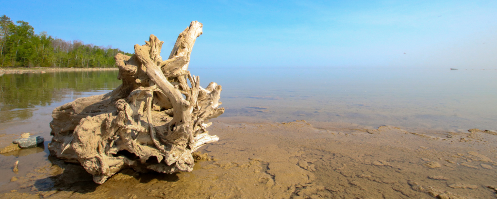 A large piece of driftwood on a sandy beach in MacGregor Point Provincial Park